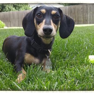 Meet your Posher, Jenny